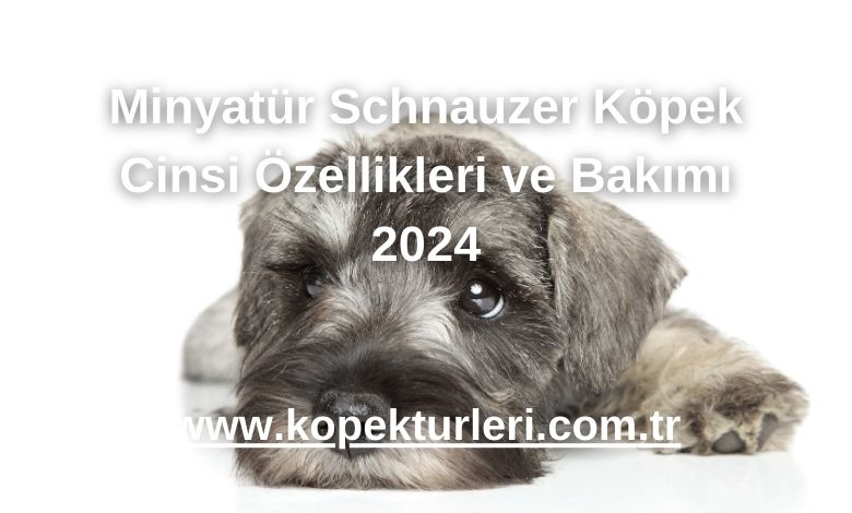 Minyatür Schnauzer Köpek Cinsi Özellikleri ve Bakımı 2024
