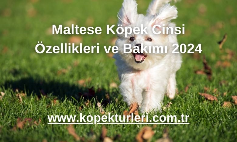 Maltese Köpek Cinsi Özellikleri ve Bakımı 2024