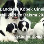 Landseer Köpek Cinsi Özellikleri ve Bakımı 2024