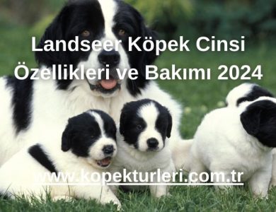 Landseer Köpek Cinsi Özellikleri ve Bakımı 2024