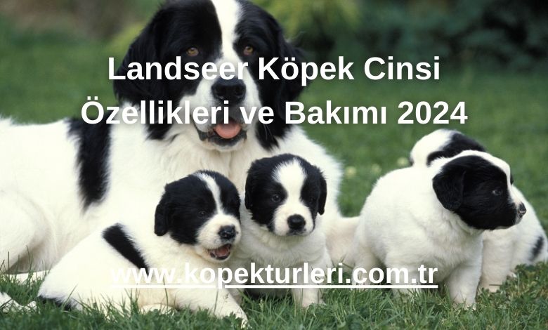 Landseer Köpek Cinsi Özellikleri ve Bakımı 2024