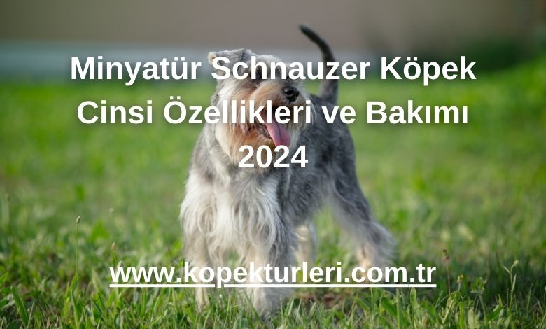 Minyatür Schnauzer Köpek Cinsi Özellikleri ve Bakımı 2024