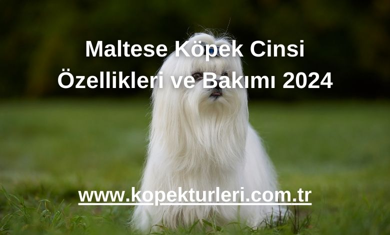 Maltese Köpek Cinsi Özellikleri ve Bakımı 2024