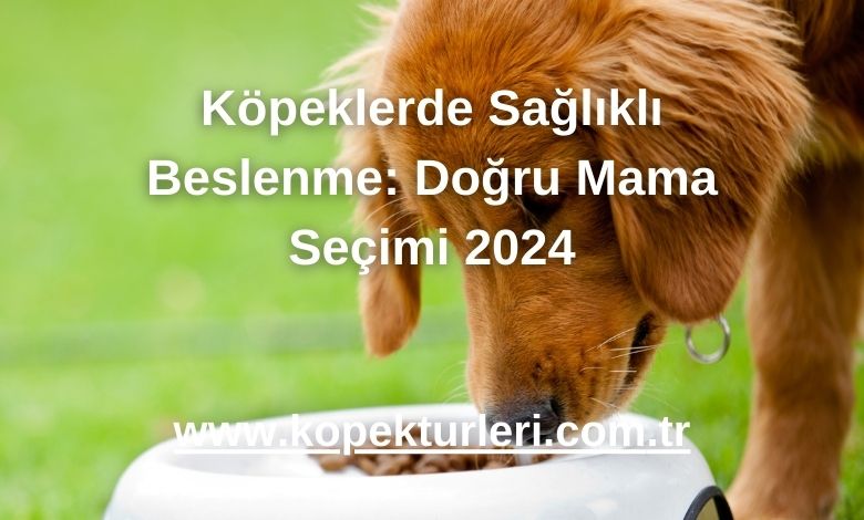 Köpeklerde Sağlıklı Beslenme: Doğru Mama Seçimi 2024