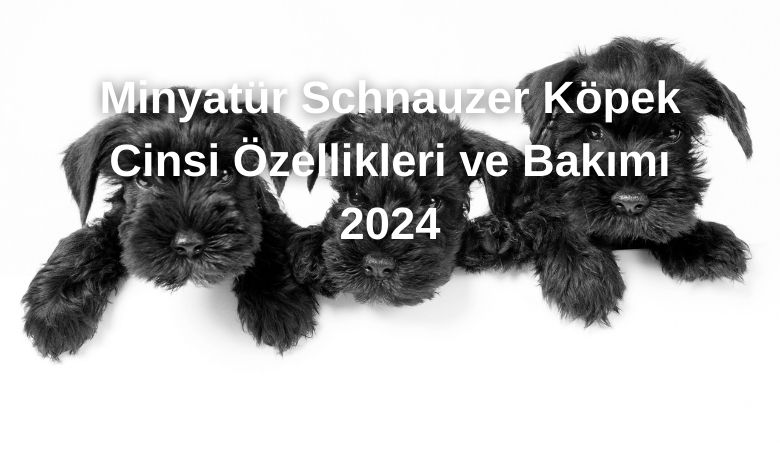 Minyatür Schnauzer Köpek Cinsi Özellikleri ve Bakımı 2024