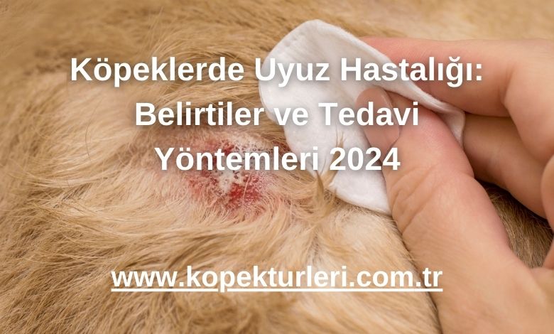 Köpeklerde Uyuz Hastalığı: Belirtiler ve Tedavi Yöntemleri 2024