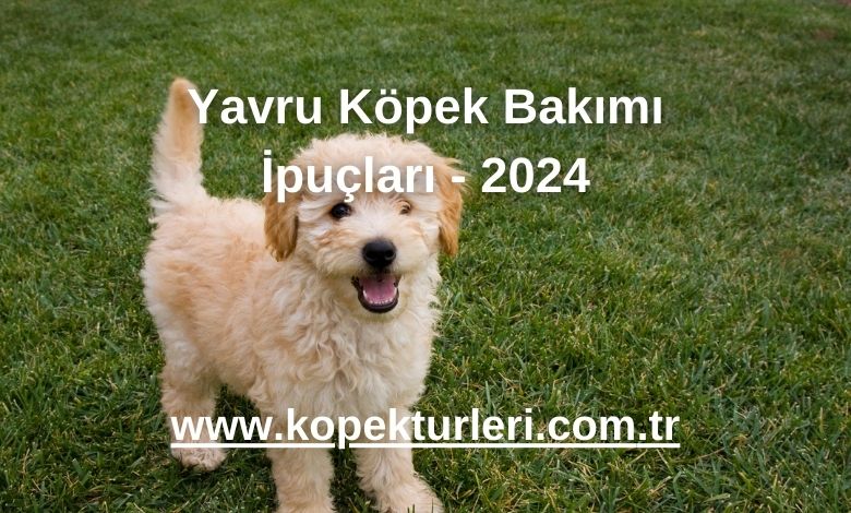 Yavru Köpek Bakımı İpuçları - 2024