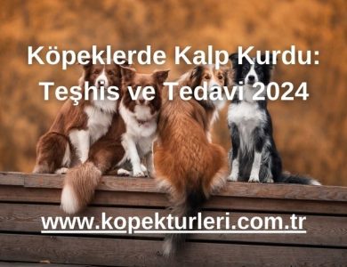 Köpeklerde Kalp Kurdu: Teşhis ve Tedavi 2024