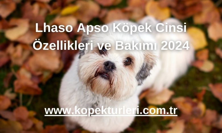 Lhaso Apso Köpek Cinsi Özellikleri ve Bakımı 2024
