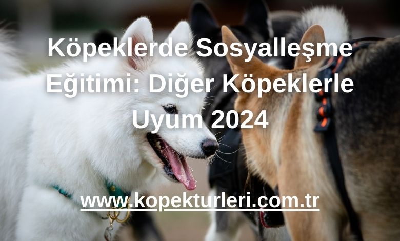 Köpeklerde Sosyalleşme Eğitimi: Diğer Köpeklerle Uyum 2024