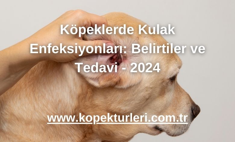 Köpeklerde Kulak Enfeksiyonları: Belirtiler ve Tedavi