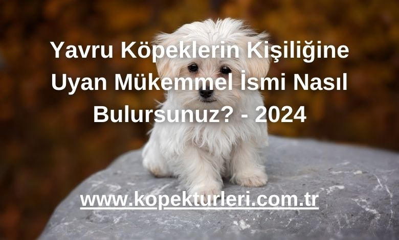 Yavru Köpeklerin Kişiliğine Uyan Mükemmel İsmi Nasıl Bulursunuz? - 2024