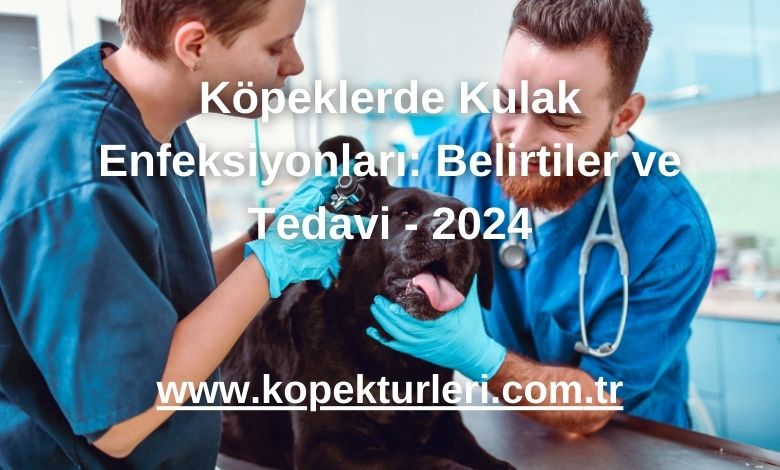 Köpeklerde Kulak Enfeksiyonları: Belirtiler ve Tedavi - 2024