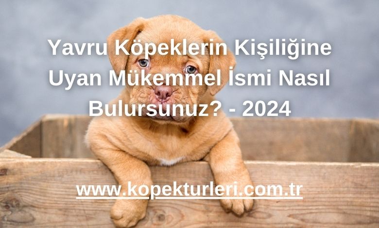 Yavru Köpeklerin Kişiliğine Uyan Mükemmel İsmi Nasıl Bulursunuz? - 2024