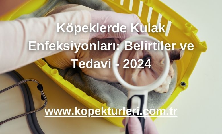 Köpeklerde Kulak Enfeksiyonları: Belirtiler ve Tedavi
