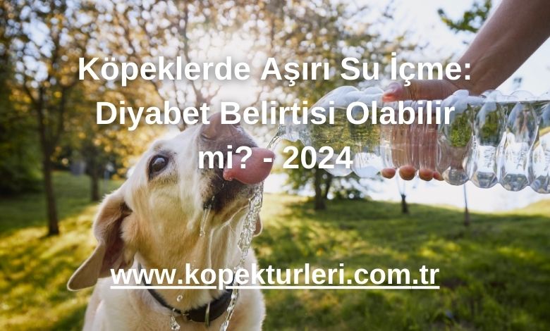 Köpeklerde Aşırı Su İçme: Diyabet Belirtisi Olabilir mi? - 2024