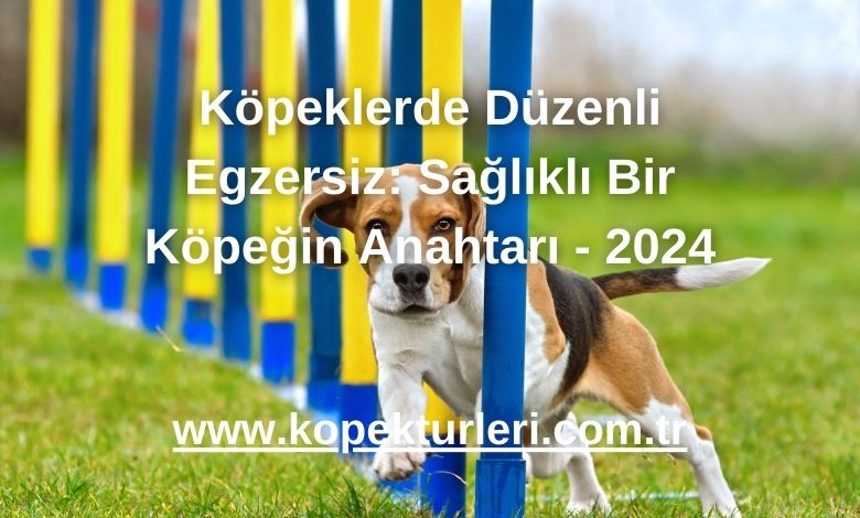 Köpeklerde Düzenli Egzersiz: Sağlıklı Bir Köpeğin Anahtarı - 2024