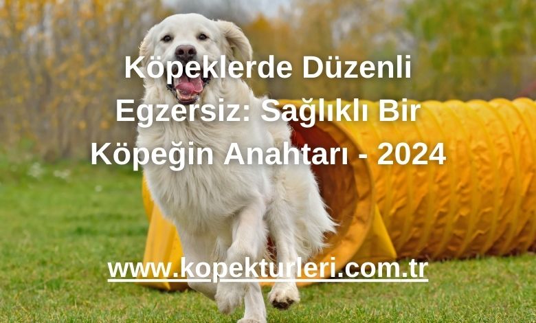 Köpeklerde Düzenli Egzersiz: Sağlıklı Bir Köpeğin Anahtarı - 2024