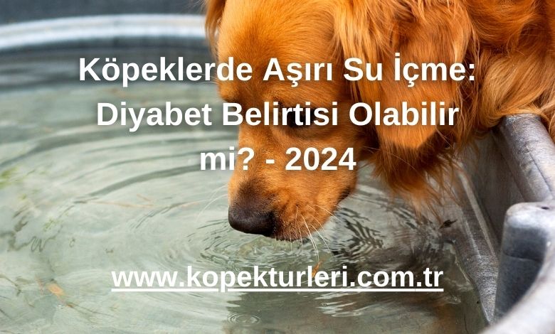 Köpeklerde Aşırı Su İçme: Diyabet Belirtisi Olabilir mi? - 2024
