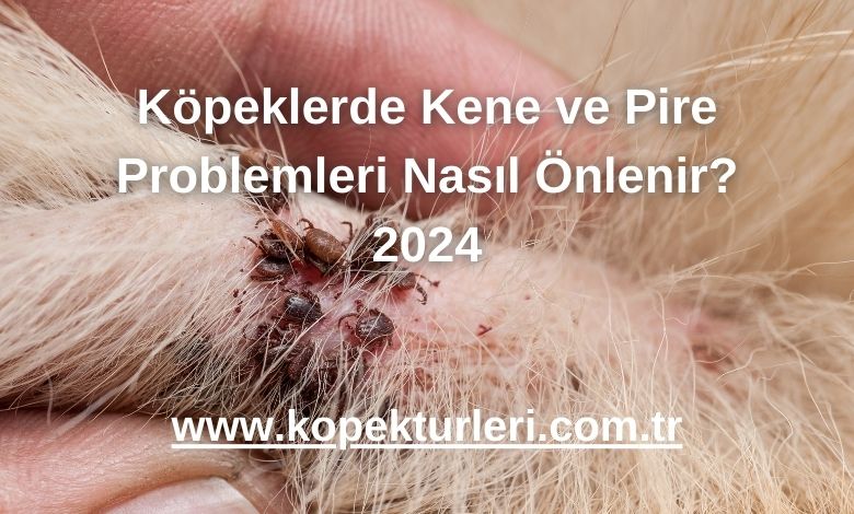 Köpeklerde Kene ve Pire Problemleri Nasıl Önlenir? 2024