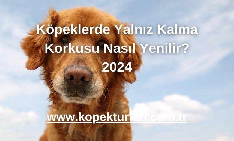 Köpeklerde Yalnız Kalma Korkusu Nasıl Yenilir? 2024