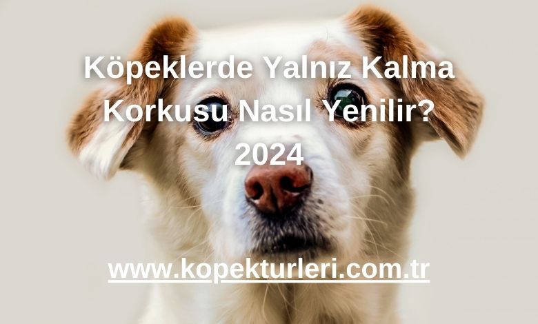 Köpeklerde Yalnız Kalma Korkusu Nasıl Yenilir? 2024