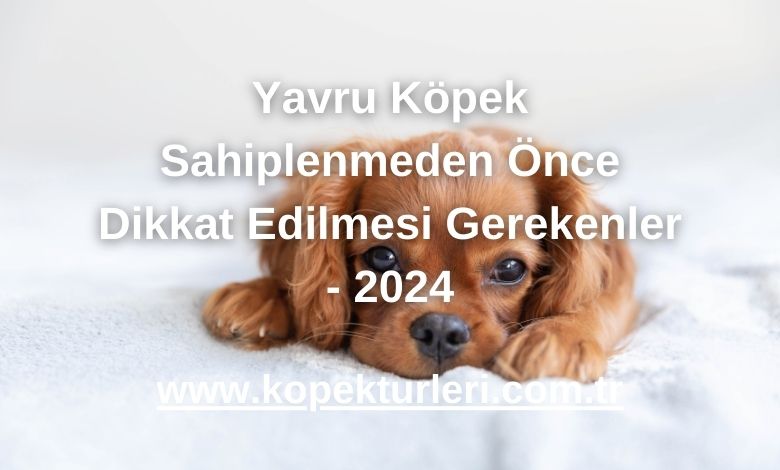 Yavru Köpek Sahiplenmeden Önce Dikkat Edilmesi Gerekenler - 2024