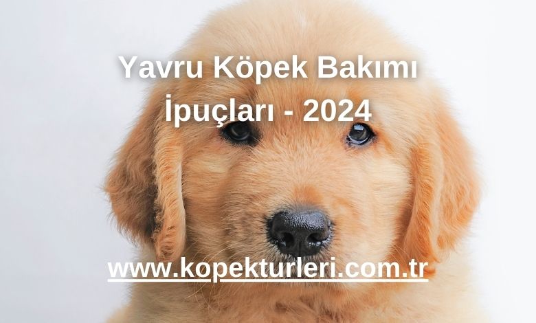 Yavru Köpek Bakımı İpuçları - 2024