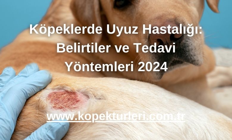 Köpeklerde Uyuz Hastalığı: Belirtiler ve Tedavi Yöntemleri 2024