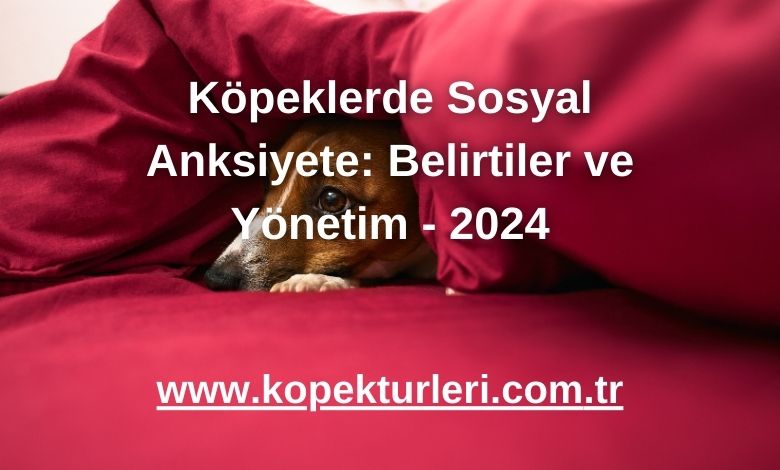 Köpeklerde Sosyal Anksiyete: Belirtiler ve Yönetim - 2024