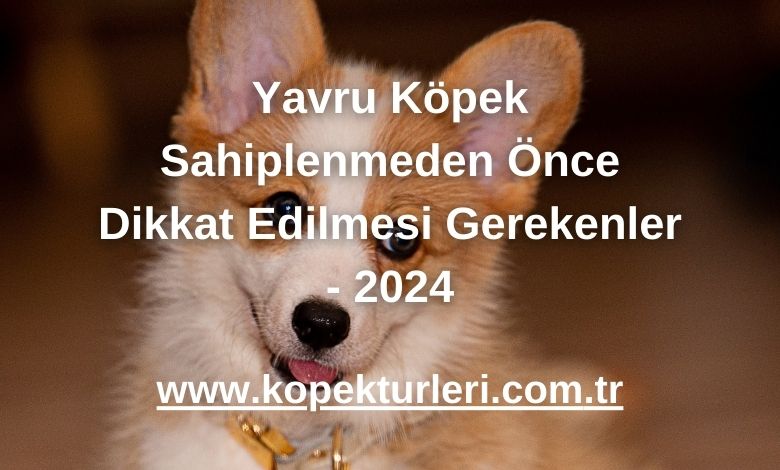 Yavru Köpek Sahiplenmeden Önce Dikkat Edilmesi Gerekenler - 2024