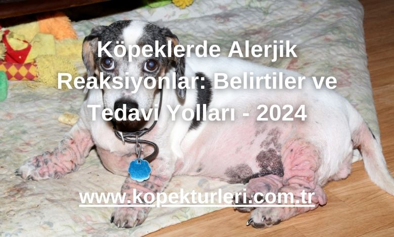 Köpeklerde Alerjik Reaksiyonlar: Belirtiler ve Tedavi Yolları - 2024