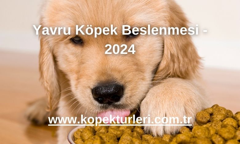 Yavru Köpek Beslenmesi - 2024