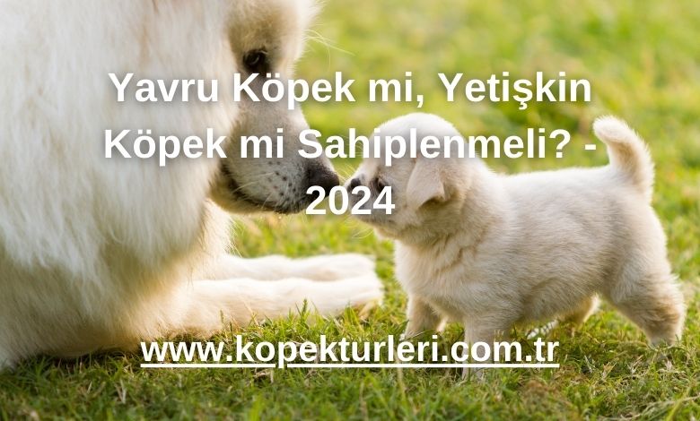 Yavru Köpek mi, Yetişkin Köpek mi Sahiplenmeli? - 2024