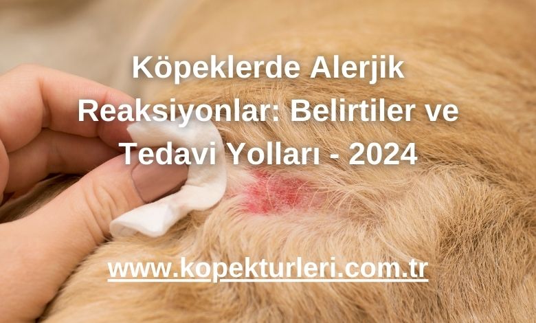 Köpeklerde Alerjik Reaksiyonlar: Belirtiler ve Tedavi Yolları - 2024
