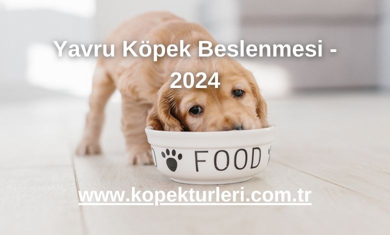 Yavru Köpek Beslenmesi - 2024
