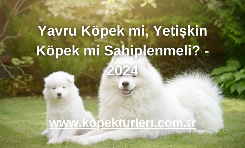 Yavru Köpek mi, Yetişkin Köpek mi Sahiplenmeli? -  2024