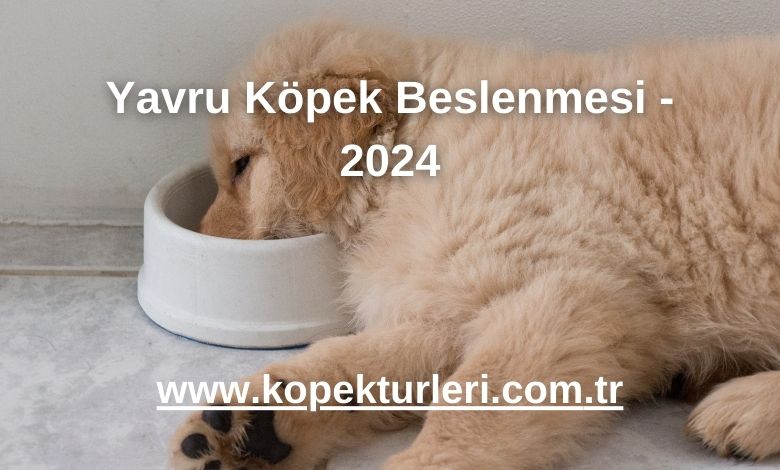 Yavru Köpek Beslenmesi - 2024