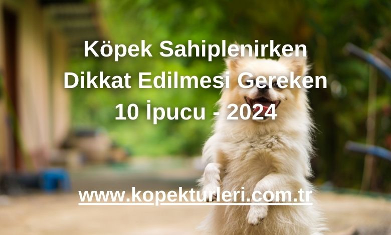 Köpek Sahiplenirken Dikkat Edilmesi Gereken 10 İpucu - 2024