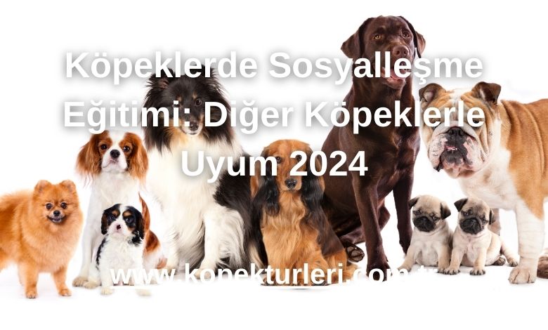 Köpeklerde Sosyalleşme Eğitimi: Diğer Köpeklerle Uyum 2024