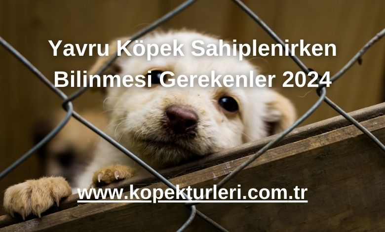 Yavru Köpek Sahiplenirken Bilinmesi Gerekenler 2024