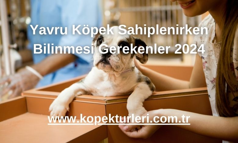 Yavru Köpek Sahiplenirken Bilinmesi Gerekenler 2024