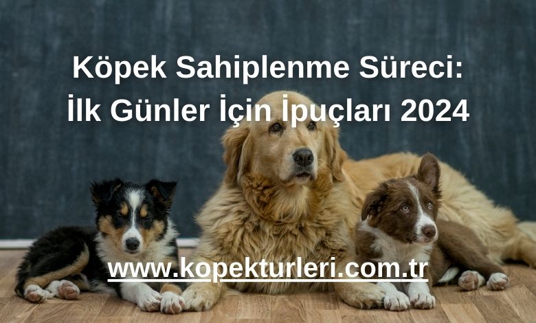 Köpek Sahiplenme Süreci: İlk Günler İçin İpuçları 2024