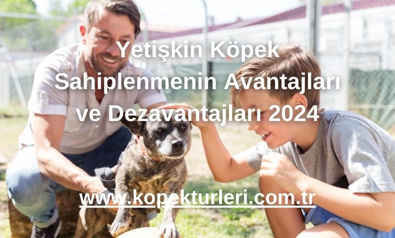 Yetişkin Köpek Sahiplenmenin Avantajları ve Dezavantajları 2024