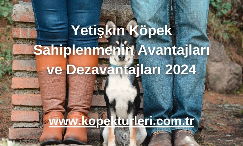 Yetişkin Köpek Sahiplenmenin Avantajları ve Dezavantajları 2024