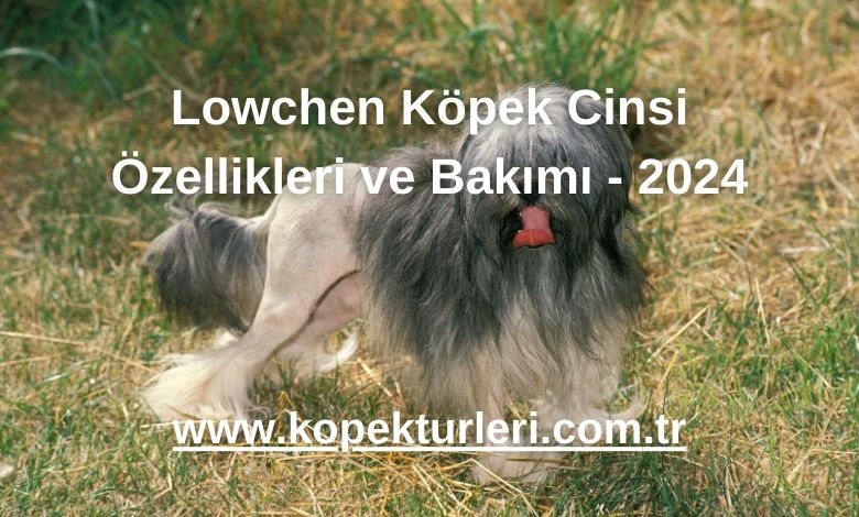 Lowchen Köpek Cinsi Özellikleri ve Bakımı - 2024