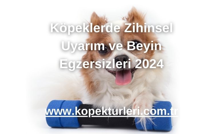 Köpeklerde Zihinsel Uyarım ve Beyin Egzersizleri 2024