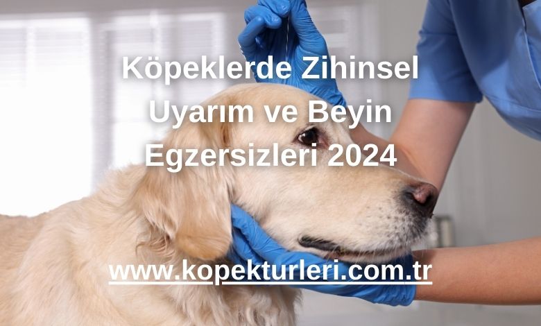 Köpeklerde Zihinsel Uyarım ve Beyin Egzersizleri 2024