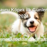 Yavru Köpek İlk Günler - 2024