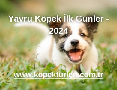 Yavru Köpek İlk Günler - 2024